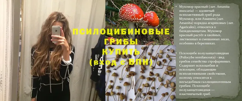 Галлюциногенные грибы Psilocybe  закладки  Минусинск 